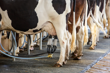 Point of care DNA testing can identify common, causative bacteria for mastitis