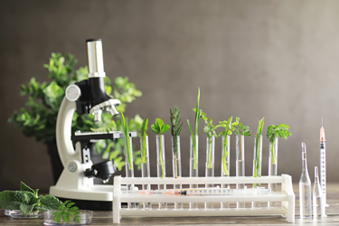 Rapid diagnostic tools can detect Begomoviruses in plant hosts